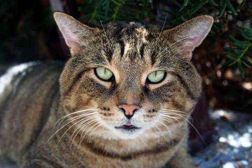 MeanTomCat's profile picture. Scratching out eyes, and taking names.