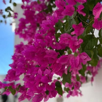 mma_a87's profile picture. 💕