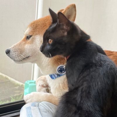 ブログ元保護犬りゅうののんびり散歩のTwitterです。無言フォローごめんなさい🙇‍♀️でも無言フォロー大歓迎❕✨愛犬家の皆様と繋がりたいです😊ブログ更新や色々綴ります🐕 🐕更新はのんびりですが、よろしくお願いします☆ Japan-videographyもよろしくお願いします☆ #柴犬 #柴犬好き #犬猫好き