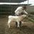 el kalambres (@robertoboliche) 's Twitter Profile Photo