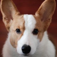 Evan Zhou (@evanzhou9989) 's Twitter Profile
