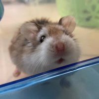 lemon (@lemonfromjp) 's Twitter Profile