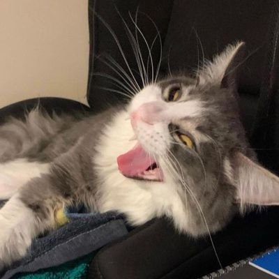 cat🙀!!???さんのプロフィール画像