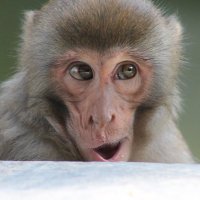 Sam Roberts (@sammonkeymind) 's Twitter Profile