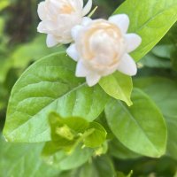 High quality issues Imt (@imthigh) 's Twitter Profile