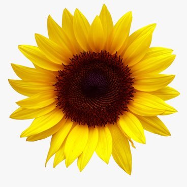 HappySunflowerG Profile Picture