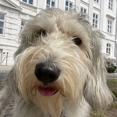 Montecristo gen. Monti | PBGV (Petit Basset Griffon Vendéen) | Exil-Schweizer im Bergischen Land | «I‘m on Twitter to make you smile»