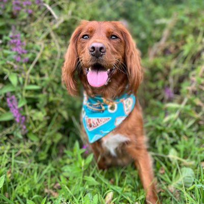 Just A Crazy Ginger Spaniel 🧡