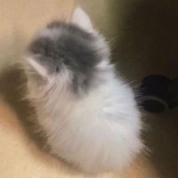 สมองเค้ามีอยู่รึป่าว (@imdotnot) 's Twitter Profile