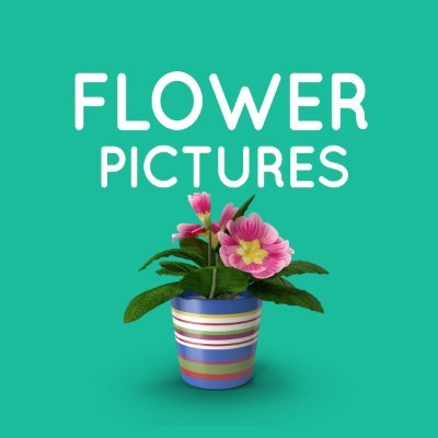 FlowerPictures was launched in 2001 as a community where everyone could share photos of flowers, along with other information about them.

We’ve came a long way