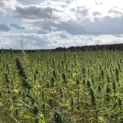 HanfverbandHRO's profile picture. Wir setzen uns in und aus Rostock für eine Re-Legalisierung von Cannabis ein- als Medizin, Rohstoff und Genussmittel!