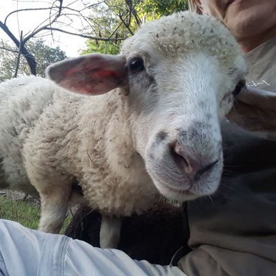 White Pine Farm is a sustainable homestead in Ithaca, NY. We sell ethically raised #NavajoChurro yarn & fleeces. 🐑🐏 Maple syrup, too. #sheep #yarn #fiberarts