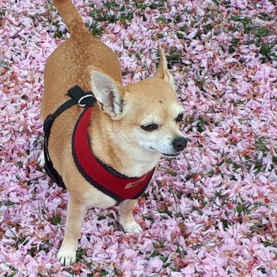 AliDNikey's profile picture. ANIMAL LOVER GARDENING AND CRAFTS