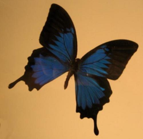 beingandeating's profile picture. I help women become closer to themselves by shifting away from compulsion and towards mindful eating and living. Blog, web resources, and sessions via Skype. =)