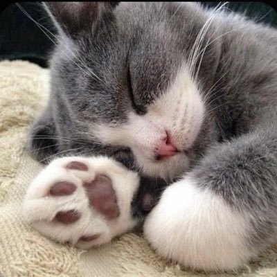 KH고야웅🐾さんのプロフィール画像