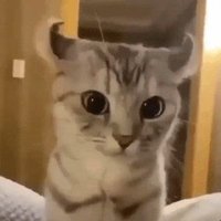 phylo (@phylofn_) 's Twitter Profile