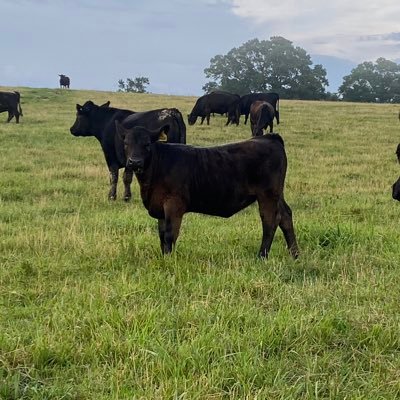 Agricultural Loan Officer, App State alumnus, kind of a boring guy. I built a really good stocker operation and turned it into a mediocre cow/calf operation.