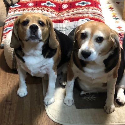 NO BEAGLE NO LIFE🐶 ジョン太(保護犬)2020 3.11虹の橋🌈に😭メリ 2015 12.12生まれ 五郎(保護犬)2019 4.24生まれワンコ大好きオヤジ‼️無言フォロー失礼します🙇♂️ビーグル好きワンコ好き動物好きの方と繋がりたいです😆