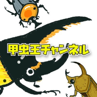 はじめまして。 甲虫王チャンネルです！ カブト系ブリーダーをしております！ 僭越ながらYouTubeにて飼育動画を配信しています。  https://t.co/U66ipCPuU0良かったらご視聴、チャンネル登録よろしくお願い致します！ 無言フォロー失礼します。