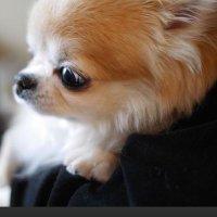 dino (@k51ydino) 's Twitter Profile Photo