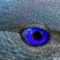 Jane Frances 🦇🖤🐨😷 (@janefra65828165) 's Twitter Profile Photo