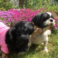 やすこ (@k_healing) 's Twitter Profile