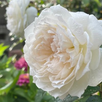 Twitterを始めてから、薔薇を育てる楽しみを知りました。🥰💓 ガーデニングは、初心者🔰。 『薔薇をメインとしたお庭作り』に奮闘中です。お花好きな人と繋がりたいです。💓💓基本、我が家のお庭について呟いています。 #花好きな人と繋がりたい #ガーデニング
