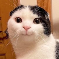 휴 (@zzo11ya) 's Twitter Profile