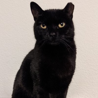 CatDadTech1's profile picture. Cat Dad, Lover of all things Tech