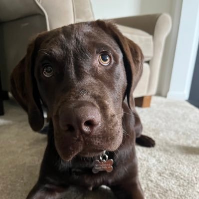 KarliTaormina's profile picture. 1st Grade Teacher | Pleasant Ridge Elementary | Saline Area Schools |