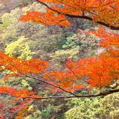 rivaldohartogh's profile picture. 