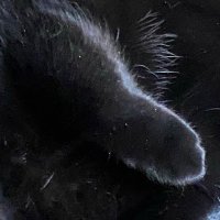 StuffedBrains (@stuffed_brains) 's Twitter Profile