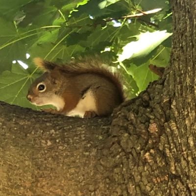 hazeltonhlm's profile picture. 