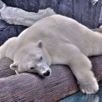 heavenly_polar_bear6173 (@duffysyrup) Twitter profile photo