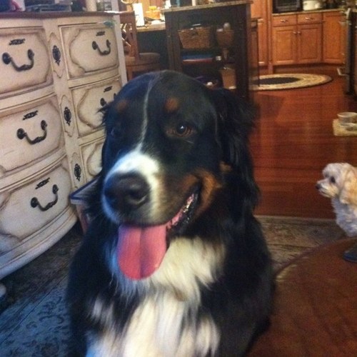 tlcarteffects's profile picture. 