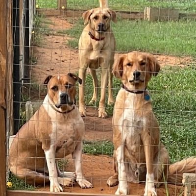 3 rescue pups (Sam and Buddy 04/2019,Tank 2020). We  love our hoos, food, treats and stuffies, especially the squeaky ones 🐾❤️🦴