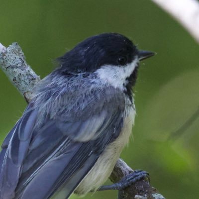 A Twitter account devoted to birding experiences around the Greater Boston area. Tag for retweets.