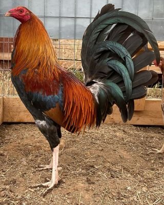American gamefowl forsale
We are giving our birds out only for breeding purpose no illegal.Our 
Breeds are hatch, Lacy, roundhead, horse, whitehackle, asil.