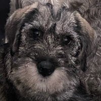 Peter Macgregor (@redw3sterly) 's Twitter Profile