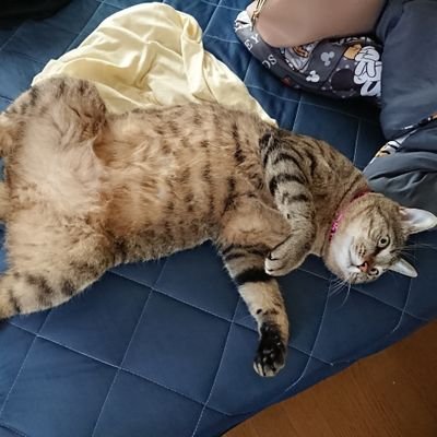 nmpw6cicOpGMnU3's profile picture. 「小説家なろう」「アルファポリス」「カクヨム」でのんびり好きなように書いてます。書籍化作「婚約破棄をした令嬢は我慢を止めました」「婚約者は聖女を愛している。……と、思っていたが何か違うようです。」
主にアニメやゲームについて呟いてたり猫の写真を流したりと色々です。