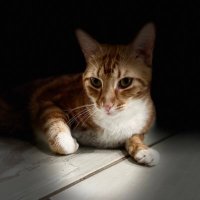 Otis Capital (@otiscap) 's Twitter Profile