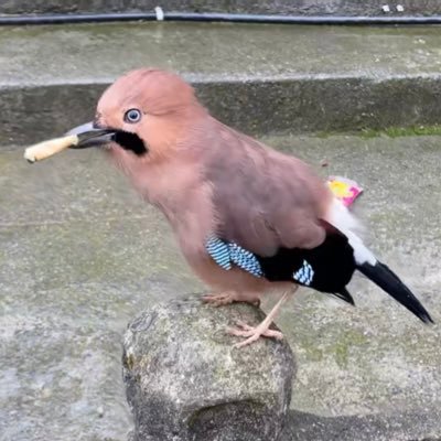 Yuriko8866's profile picture. 