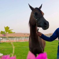 ' محمد (@66x_q) 's Twitter Profile