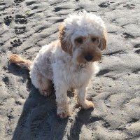 Applecrumble#FBPE#GTTO#Be Kind#rejoin (@humdrumdrummer) 's Twitter Profile