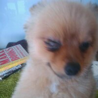 斉藤倫 saito rin (@saito_rin) 's Twitter Profile Photo