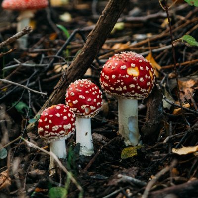 ShroomBoost_AU's profile picture. Functional mushrooms to help you achieve maximum vitality.