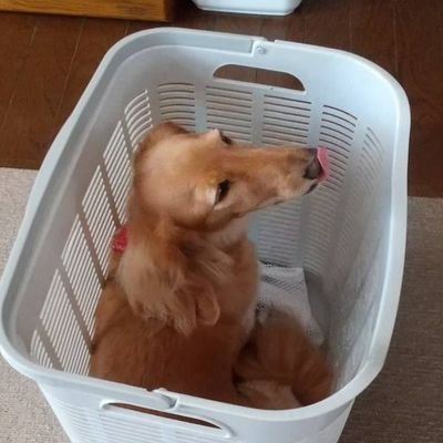 できることなら南の島で大型犬と一緒に星を見ながらニートになりたい