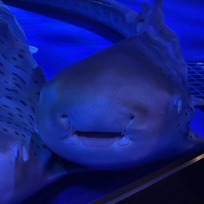 WHtXcZTaT2CsUMY's profile picture. 