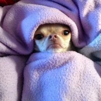 Lu (@lumiricina) 's Twitter Profile