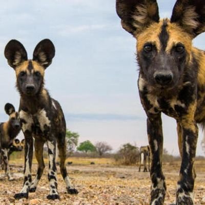 Hourly African Wild Dog